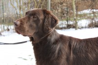 /album/flatcoat-zuchtruede/a057-jpg/