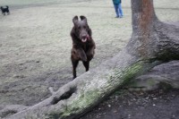 /album/flatcoat-zuchtruede/a159-jpg/