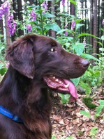 /album/flatcoat-zuchtruede/img-0934-jpg/