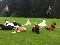 /album/flatcoat-zuchtruede/img-1111-jpg/