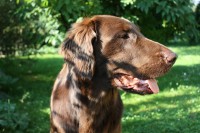 /album/flatcoat-zuchtruede/img-3665-jpg/