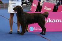 /album/flatcoat-zuchtruede/munchen13-jpg/