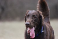 /album/flatcoat-zuchtruede/mxcpimg-2903-jpg/