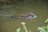 /album/flatcoat-zuchtruede/mxcpjeging-14-06620yoz0-jpg/