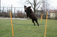 /album/flatcoat-zuchtruede/img-0532-jpg/